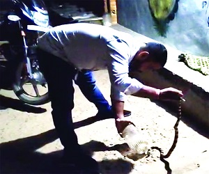 कोरबा - ओमपुर में अहिराज का रेस्क्यू मानिकपुर में टली अनहोनी 1 Untitled